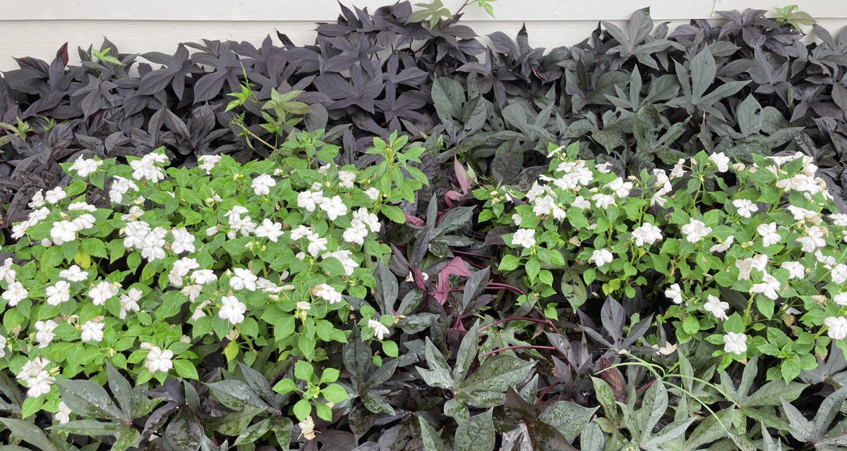 Blackie and impatiens