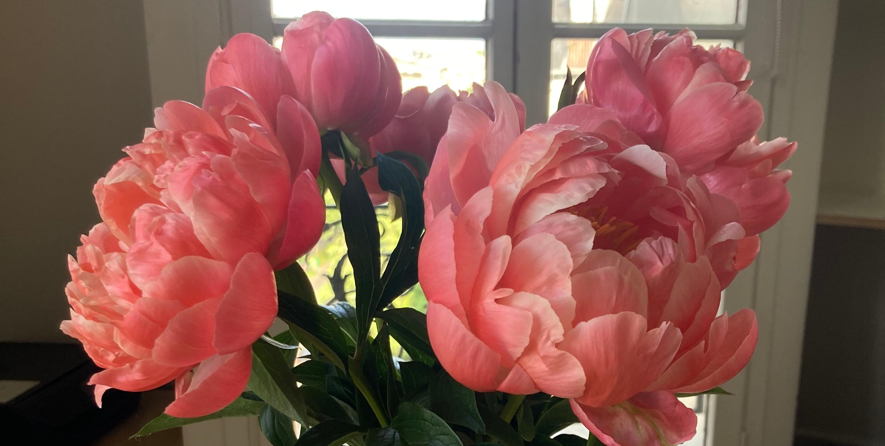 Coral peonies