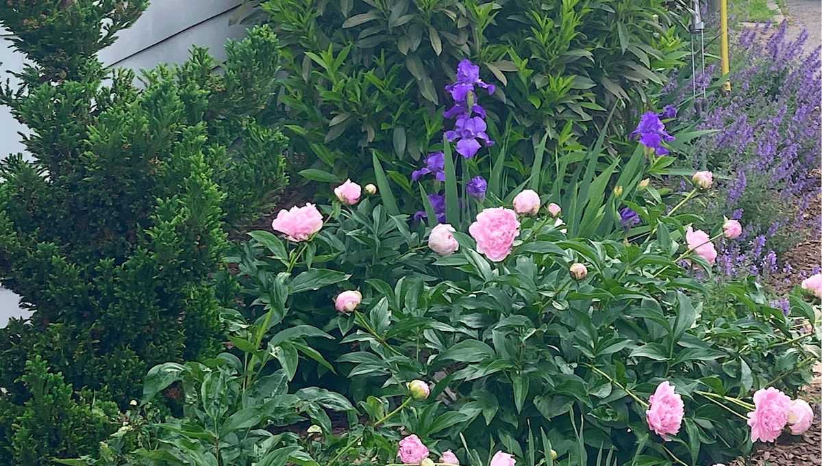 Garage with peonies-1-1