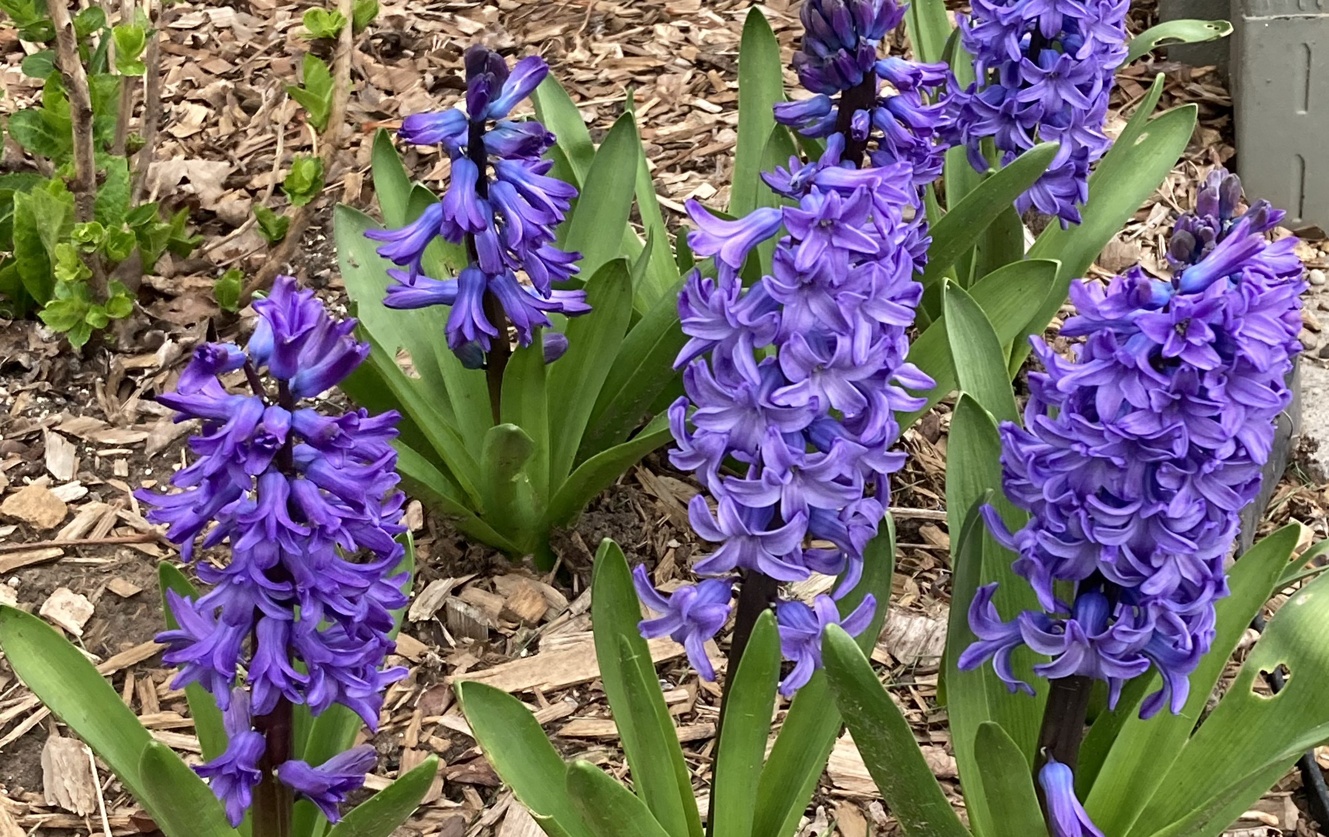 Hyacinth