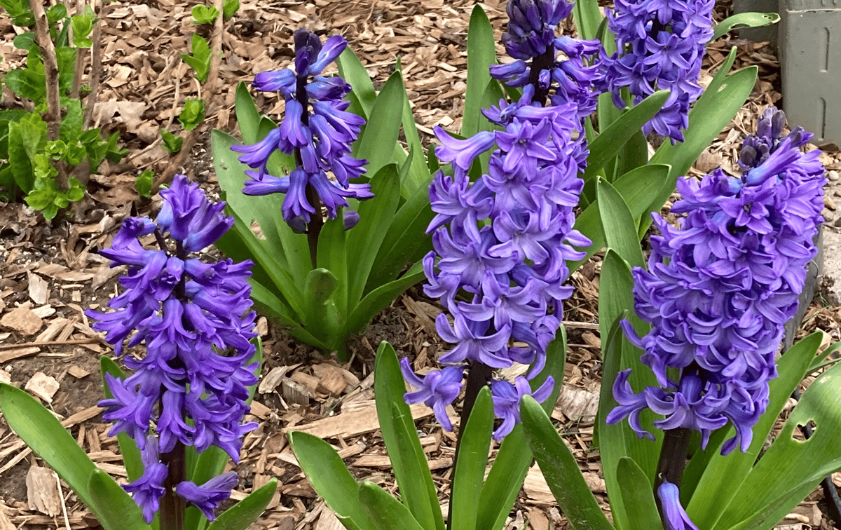 Hyacinth